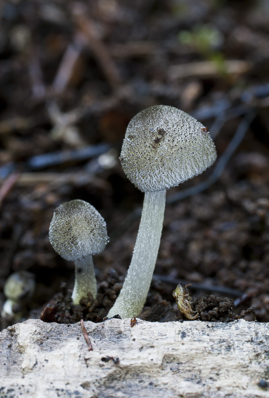 Pluteus hispidulus